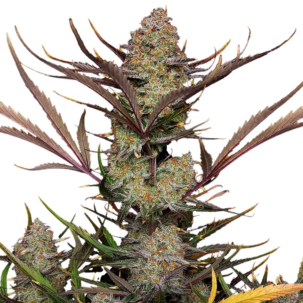 Apple Strudel Auto Weed Strain Information Leafly